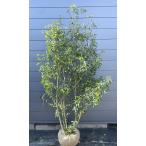 ソヨゴの木 5本株立ち 約2.1m 現品発送 美樹形株 特大株 植木苗木 赤い実が成る木 常緑樹 送料無料