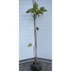 イチジクの木 ロードス 約1.6m 現品発送 特大株 植木 苗木 大苗 果樹 ギリシャイチジク 無花果 送送料無料
