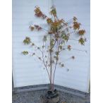 イロハモミジ 株立ち 約1.6m 現品発送 特大株 植木苗木大苗 いろは紅葉 落葉樹 シンボルツリー 送料無料