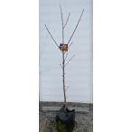 桃の木 川中島白桃 約1.4m 現品発送 特大株 特大植木苗木 カワナカジマハクトウ 晩生品種 果樹 送料無料