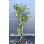種苗登録レモンの木璃の香約1.6ｍ...
