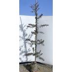 紫葉ミモザアカシア　プルプレア　約2.2ｍ　現品発送　超特大株　植木苗木大苗　ギンヨウアカシア　パープレア　常緑樹　送料無料