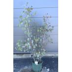 ポポラス 株立ち約1.2m 現品発送 植木 苗木 丸葉ユーカリ 丸葉のユーカリの木 常緑樹 送料無料