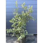 レモンの木　ピンクレモネード　約1.8ｍ　現品発送　植木苗木　班入り檸檬の木　ピンクレモン　送料無料