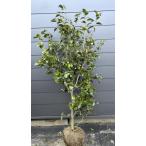 .. дерево белый wa винт ke примерно 1.8m на данный момент товар отправка очень большой АО белый цветок .. белый .... камелия растение саженец большой рассада вечнозеленое дерево бесплатная доставка 