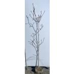  белый mok Len примерно 1.7m на данный момент товар отправка очень большой растение саженец простая древесина лотос белоснежная магнолия белый лотос Magno задний бесплатная доставка 