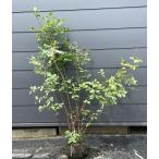 ブルーベリー　パウダーブルー　株立ち　約1.4ｍ　現品発送　特大株　植木　苗木　大苗　ラビットアイ系　送料無料