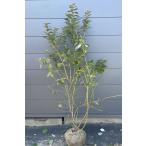 ブルーベリー シャープブルー 株立ち 約1.5m 現品販売 植木 苗木 大苗 サザンハイブッシュ系 送料無料