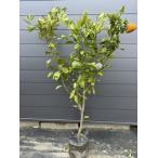 大実温州みかんの木　青島みかん　約1.6ｍ　現品発送　特大株　植木苗木　青島温州蜜柑の木　果樹　大実で平たい実　送料無料