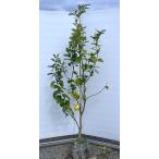 レモンの木ビアフランカ約1.9ｍ現...