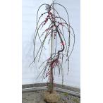 赤花しだれ梅 約1.5m 現品発送 美樹形株 特大株 植木 苗木 大苗 希少な紅花しだれ 赤花枝垂れ梅 送料無料