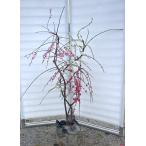 3色しだれ梅 約1.5m 現品発送 紅花白花ピンク花 美樹形株 特大株 植木 苗木 大苗 枝垂れ梅 送料無料