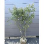  симплокос prunifolia 6шт.@ АО .. примерно 1.7m на данный момент товар отправка очень большой растение саженец пепел. дерево вечнозеленое дерево символ tree бесплатная доставка 