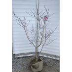 赤花ハナミズキ レッドビューティー 約1.5m 現品発送 遅咲き品種 特大株 植木 苗木 大苗 花水木 シンボルツリー 送料無料
