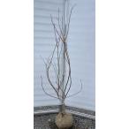 ブルーベリー　チャンドラー　約1.6ｍ　現品発送　特大苗木　植木苗木大苗　ハイブッシュ系　シンボルツリー　送料無料