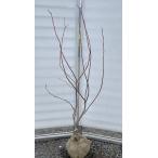 ブルーベリーチャンドラー約1.5ｍ...