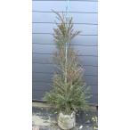 メラレウカ スノーインサマー 約1.9m 現品発送 特大株 植木苗木 ティーツリー メディカルツリー 常緑樹 送料無料