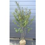 ソヨゴの木 4本株立ち 約2.1m 現品発送 特大株 植木苗木 赤い実が成る木 常緑樹 送料無料