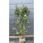 ブルーベリー　シャープブルー　株立ち　約1.4ｍ　現品販売　植木　苗木　大苗　サザンハイブッシュ系　送料無料