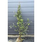 ブルーベリー シャープブルー 約1.5m 現品販売 植木 苗木 大苗 サザンハイブッシュ系 送料無料