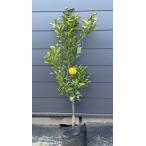 みかんの木 はるか 約1.4m 現品発送 特大株 植木苗木 蜜柑の木 果樹 ミカンの苗木 送料無料