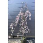 しだれ富士桜 約2m 現品発送 美樹形株 白とピンクの2色咲きに見えるしだれ桜 超特大株 植木 苗木 大苗 富士しだれ桜 送料無料