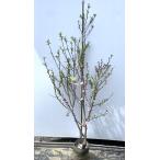 アーモンドの木 約1.7m 現品発送 特大株 植木苗木大苗 桜の様な花が咲く果樹 送料無料