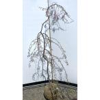 雨情しだれ桜 約1.8m 現品発送 小花八重しだれ桜 特大株 植木 苗木 大苗 うじょうしだれ桜 送料無料