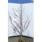 桃の木 日川白鳳 約2m 現品発送 特大株 特大植木苗木 ヒカワハクホウ 早生品種 果樹 送料無料