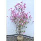 玄海ツツジ 春一番 5本株立ち 約1.6m 現品販売 超特大株 植木苗木大苗 ピンク花 早咲きシャクナゲツツジ 常緑樹 送料無料
