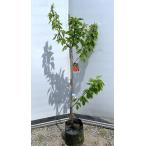 さくらんぼの木 佐藤錦 約1.5m 現品発送 特大株 植木 苗木 大苗 果樹 サトウニシキ 桜桃 オウトウ 送料無料
