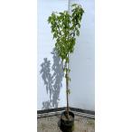 さくらんぼの木 高砂 約1.8m 現品発送 特大株 植木 苗木 大苗 ダカサゴ 果樹 桜桃 オウトウ 送料無料