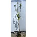 リンゴの木 王林 約1.9m 現品発送 特大株 特大植木苗木大苗 オウリン 青リンゴ 果樹 送料無料