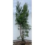 台杉 株立ち 約2.8m 現品発送 一点物 豪華株 超特大株 大苗 植木 苗木 ダイスギ シンボルツリー 送料無料