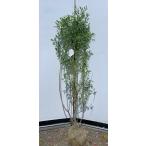 ブルーベリー　ピンクレモネード　株立ち　約1.5ｍ　現品発送　植木　苗木　大苗　ハイブリット　ラビットアイ系　シンボルツリー　送料無料