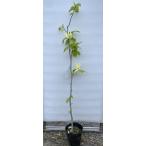 黄花モクレン イエローバード 約1.4m 特大株 植木 苗木 大苗 黄木蓮 マグノリア キモクレン 黄モクレン 送料無料