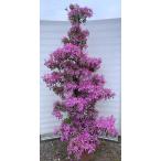 ショッピング花火 モチツツジ　花火　約２ｍ　現品販売　超特大株　植木　苗木　大苗　ハナビツツジ　はなびん　常緑樹ツツジ　送料無料