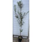 フェイジョア アポロ 約1.6m 現品発送 多花多実品種 特大株 植木 苗木 大苗 シンボルツリー 常緑樹 送料無料