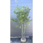 ソヨゴの木 4本株立ち 約2.1m 現品発送 特大株 植木苗木 赤い実が成る木 常緑樹 送料無料