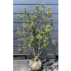常緑ヤマボウシ 月光 株立ち 約1.4m 現品発送 特大植木苗木大苗 ホンコンエンシス シンボルツリー 常緑樹 送料無料
