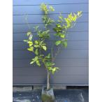 レモンの木ビアフランカ約1.9ｍ現...