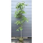  красный цветок корнус флорида Cherokee chief примерно 2.2m на данный момент товар отправка цветок вода дерево очень большой АО растение саженец большой рассада бесплатная доставка 