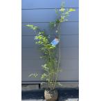 ショッピングブルーベリー ブルーベリー　ビックオニール　株立ち　約1.4ｍ　現品発送　特大株　植木苗木大苗　ハイブッシュ系　シンボルツリー　送料無料