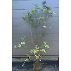 ブルーベリーティフブルー株立ち約1...