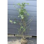 ブルーベリー　ビックオニール　約1.4ｍ　現品発送　特大株　植木苗木大苗　ハイブッシュ系　シンボルツリー　送料無料