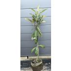 種苗登録ビワの木はるたより約1.3...