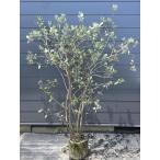 フェイジョア　５本株立ち　約1.9m　現品発送　豪華株　一点物　特大植木苗木大苗　常緑樹　シンボルツリー　送料無料