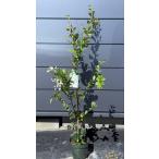 白花サルスベリの木約1.1ｍ現品販...