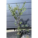 白花 サルスベリの木 約1m 現品販売 植木 苗木 大苗 真っ白な百日紅 落葉樹 送料無料