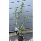 ポット入りブルーベリーチャンドラー...